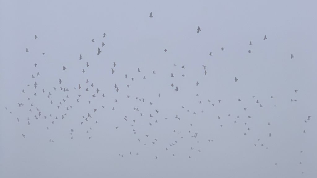 crows (or maybe rooks) in the mist